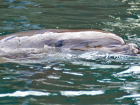 На Кубани умер дельфин Зевс, спасенный из силосной ямы