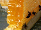 В Краснодар привезли ежевичный и каштановый мед