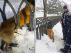 Чудесное спасение застрявшей между железными прутьями забора собаки сняли на видео в Темрюке