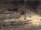 Краснодарцы предложили помощь Сафари-Парку по улучшению условий для животных