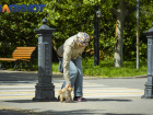 В Краснодаре бесплатно вакцинируют собак и кошек от бешенства: адреса