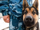 В Новороссийске оштрафовали экс-таможенницу за подмену служебной собаки