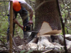 Черные лесорубы вырубили деревья в Апшеронском районе почти на 5 миллионов рублей