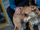 В Геленджике живодера за повешенных щенков наказали исправительными работами