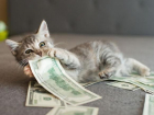 Зверье мое: Краснодар стал лидером по росту стоимости передержки кошек за год