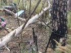В Новороссийске «черные дровосеки» вырубили кладбищенские деревья