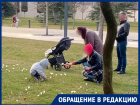«Ведут себя как дикари»: посетители уничтожают крокусы в парке Галицкого