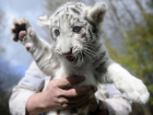 В зоопарке Сочи появились новые жители - три белых тигренка