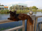 "Столько бездомных кошек я еще не видела": краснодарка поделилась впечатлением об отдыхе в Анапе