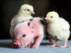 На Кубани остановили продажу корейских лекарств для птиц и свиней