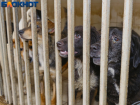 В Краснодаре в августе достроят первый приют для животных за 191,2 млн рублей