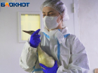 На Кубани спасающие птиц волонтёры будут регистрироваться и прививаться 