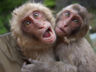 В Сочи обсудят результаты экспериментов над приматами