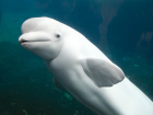 Завораживающее видео с дельфином-альбиносом в Черном море попало в сеть