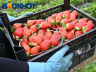 «Урожай будет меньше»: когда ждать первую кубанскую клубнику на прилавках