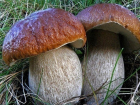  На Кубани 15 человек отравились токсичными грибами
