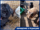 «Измученные жарой животные под гнетом толп»: ферма альпак в Горячем Ключе шокировала краснодарку 