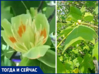 Власти Краснодара соврали жителям о первом цветении Тюльпанного дерева в горсаду