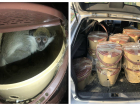 В Краснодар привезли контрабандных мартышек из Украины