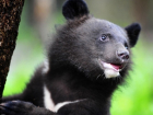 Замученную медведицу Нюшу изъяли у фотографа из Геленджика  