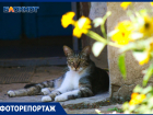 Кубанский Стамбул, или где в Краснодаре живут коты