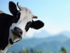 «Выжали коров»: Краснодарский край бьет рекорды по надоям