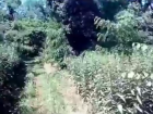  Всесвятское кладбище в центре Краснодара заросло двухметровой травой 