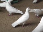 МВД опровергло информацию о жалобе на голубей-диверсантов в Краснодаре