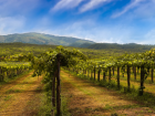 На Кубани из-за циклона пострадало больше 13 тысяч гектаров виноградников
