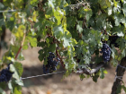 Производство винограда в Краснодарском крае выросло на 15,6%