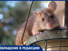 Атаковавшие две улицы огромные крысы попали на видео в Краснодаре