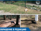 Собаки напали на маму с коляской в парке Краснодара