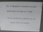 По 1570 рублей будут давать за голову бродячего животного в Краснодарском крае