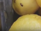 «И фруктов поел, и мясом закусил»: жителей Сочи возмутили тараканы  в супермаркете