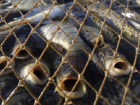 Браконьер из Приморско-Ахтарска выловил более 10 полутораметровых рыб 