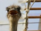 Сочинцы шокированы состоянием питомцев дендрария: на видео запечатлели страшные кадры окровавленных страусов в грязи