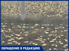 Поле заброшенных пожелтевших кабачков нашли в Краснодарском крае