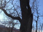 От дубов до липы, каштана, тополя и тюльпанового: самые знаменитые деревья Краснодара и других городов юга России 