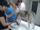 В Краснодаре спасли изуродованную живодерами собаку хаски