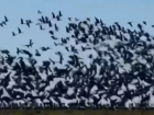 Многотысячная стая птиц в небе над Кубанью попала на видео 