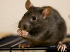 Супермаркеты Краснодара захватили голодные крысы - видео