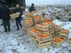 Свыше 100 тонн "санкционных продуктов" уничтожено на Кубани за год