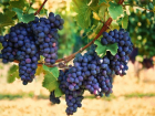  На Кубани поставили рекорд по закладке молодого виноградника 