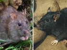 Черная vs серая: чем отличаются кубанские крысы и что умеют