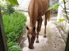Замечательный сосед: в жилом доме в центре Новороссийска поселилась лошадь