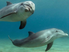 Приставы спасли от голода животных дельфинария в Ейске