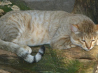 В Армавире зоопарк ищет пару «краснокнижной» дикой кошке, спасенной бабушкой