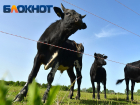 Нехватка пастбищ и подорожание кормов ударили по поголовью скота на Кубани 