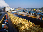 Миллион тонн сахарной свеклы заготовили заводы Кубани