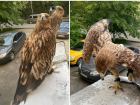 У анапских фотографов забрали краснокнижных птиц